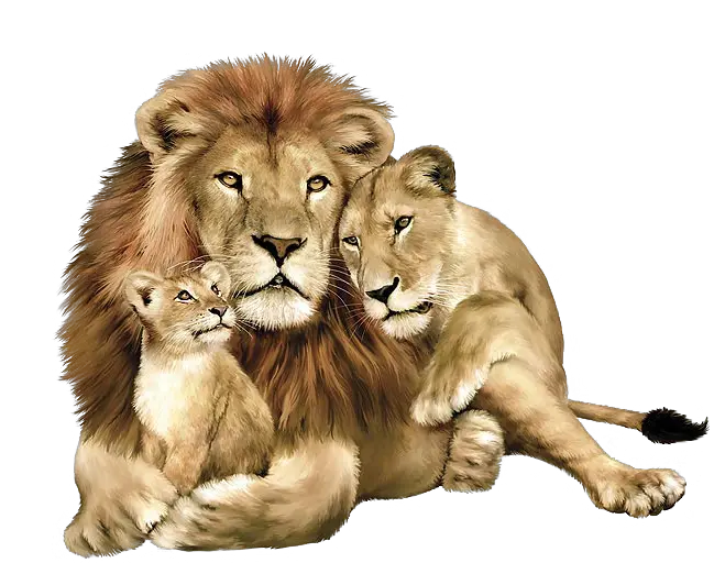 Lion PNG image free image download picture lions