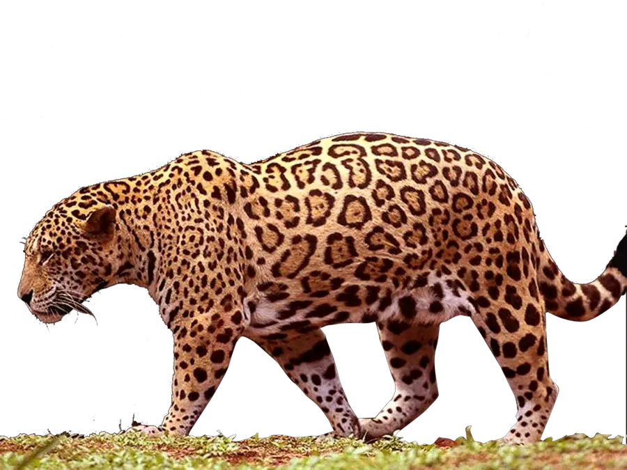 Jaguar PNG