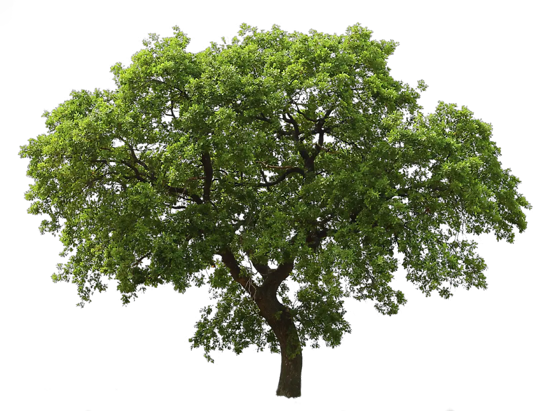tree png image