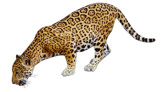 Jaguar PNG