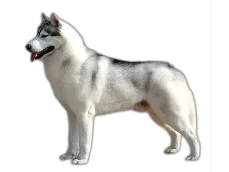 Husky PNG