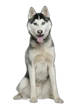 Husky PNG