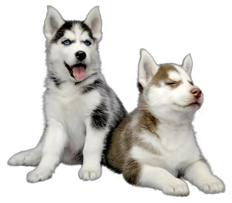 Husky PNG
