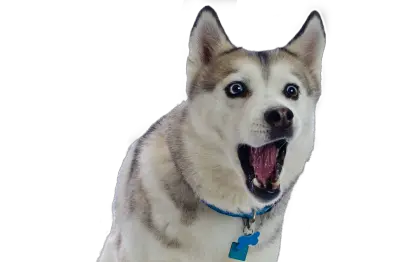 Husky PNG