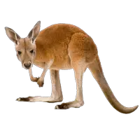 Kangaroo PNG