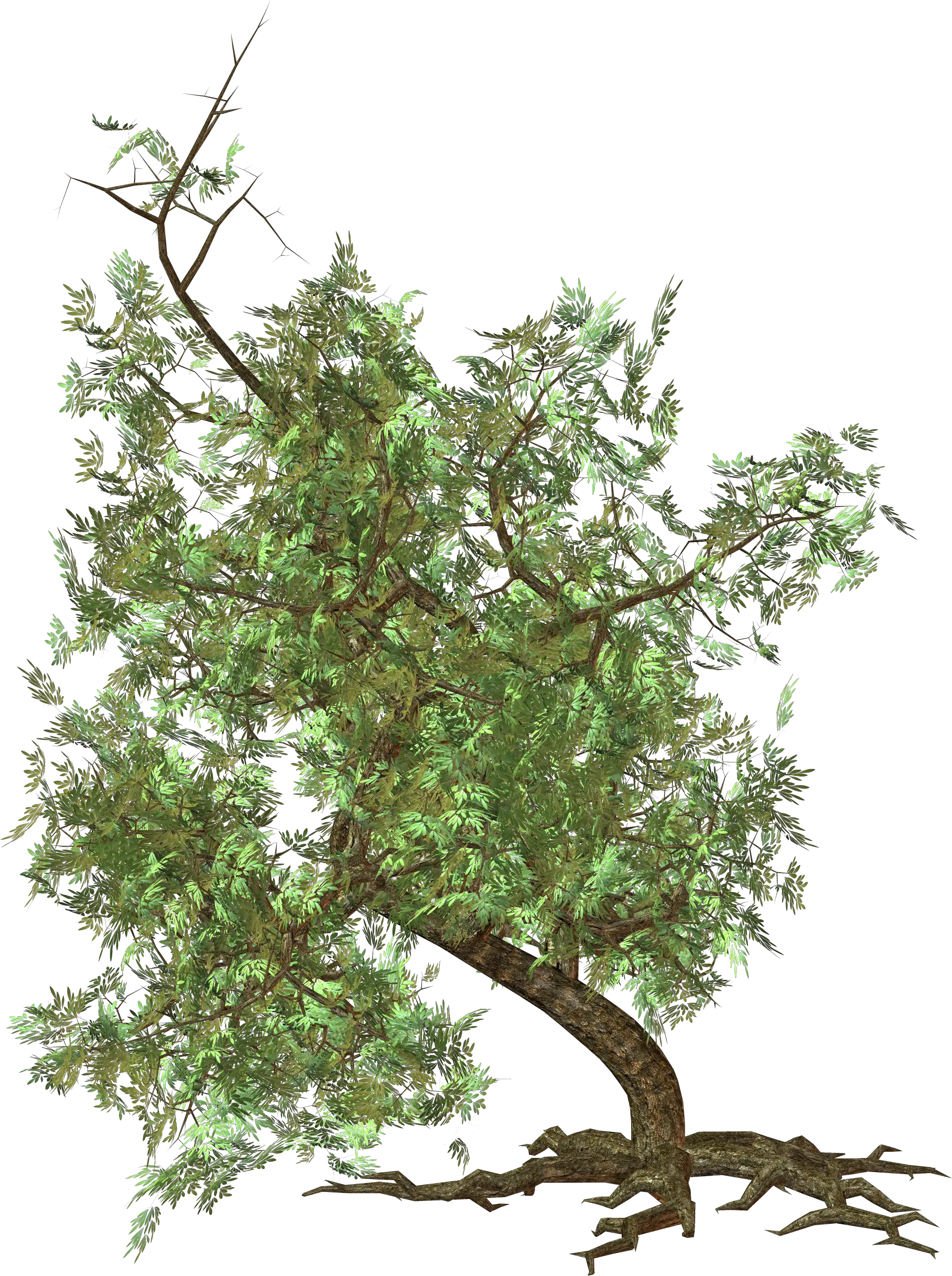 tree png image