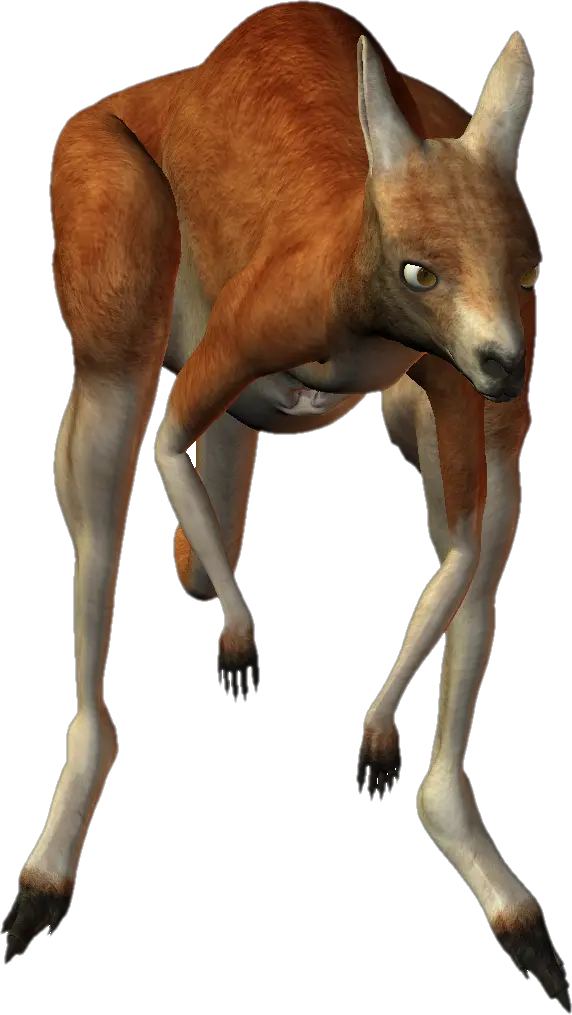Kangaroo PNG