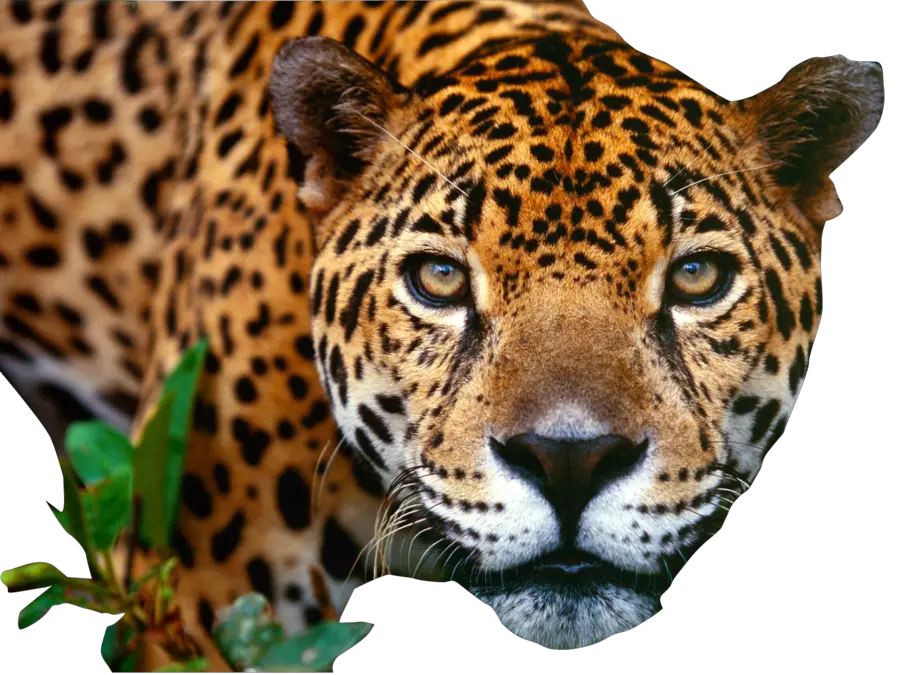 Jaguar PNG