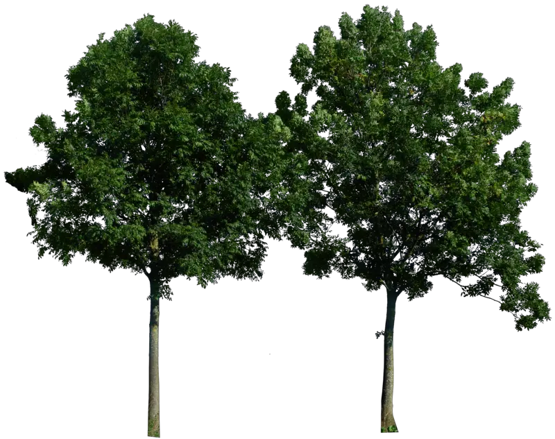 tree png image free download picture
