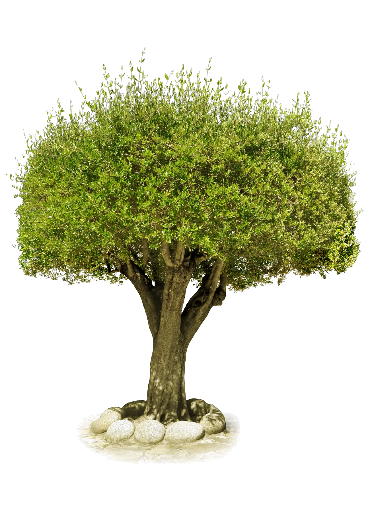 tree png image free download picture