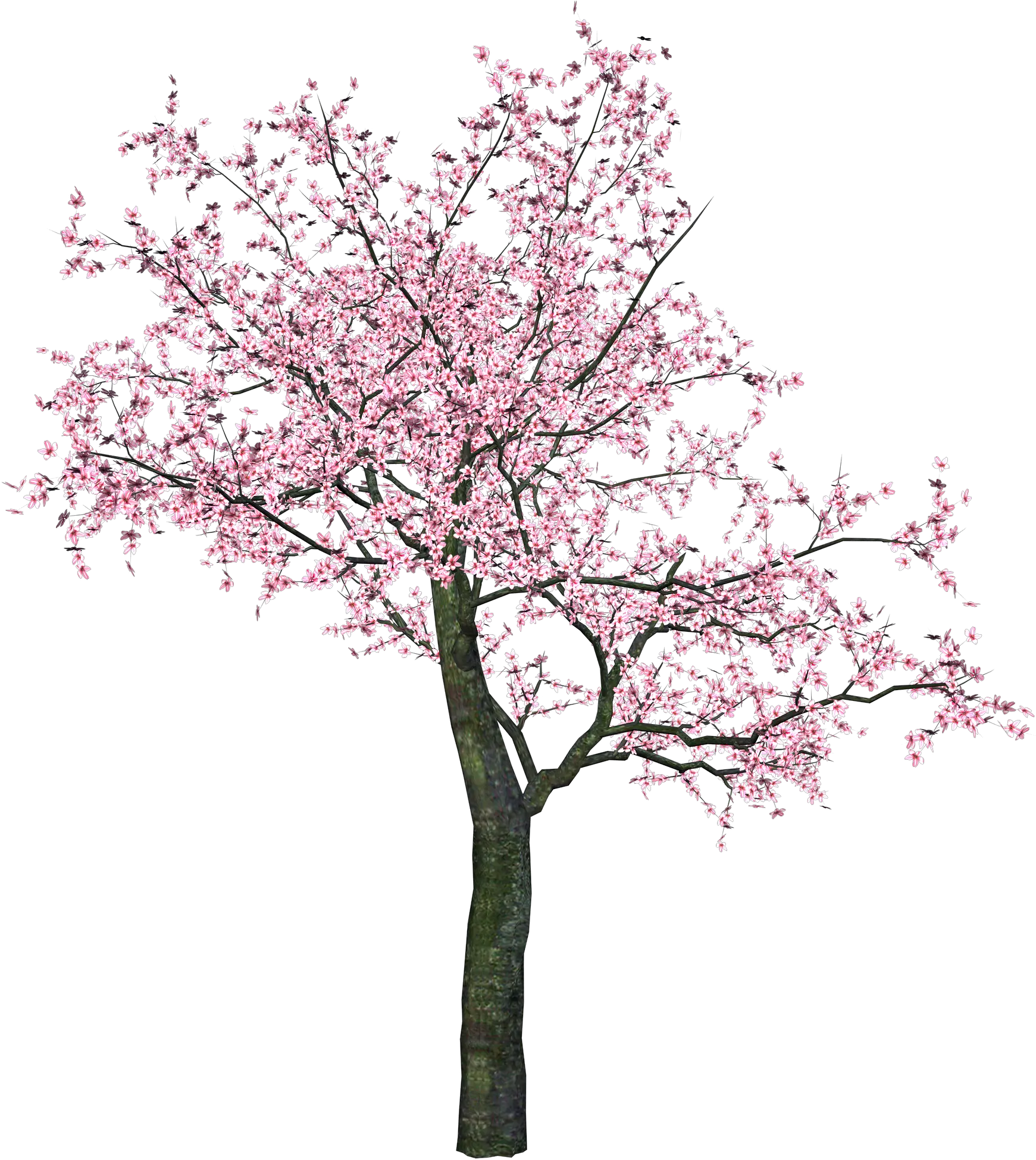 Sakura PNG