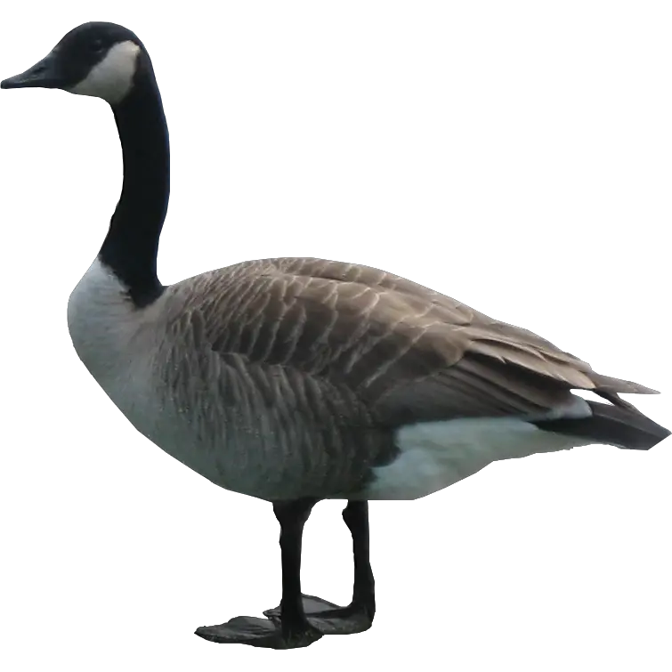 Goose PNG