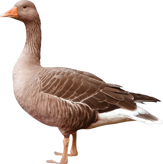 Goose PNG