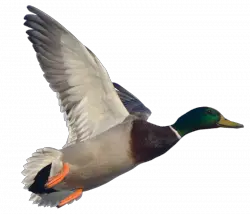 Goose PNG