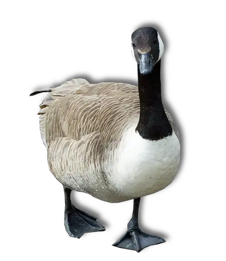 Goose PNG