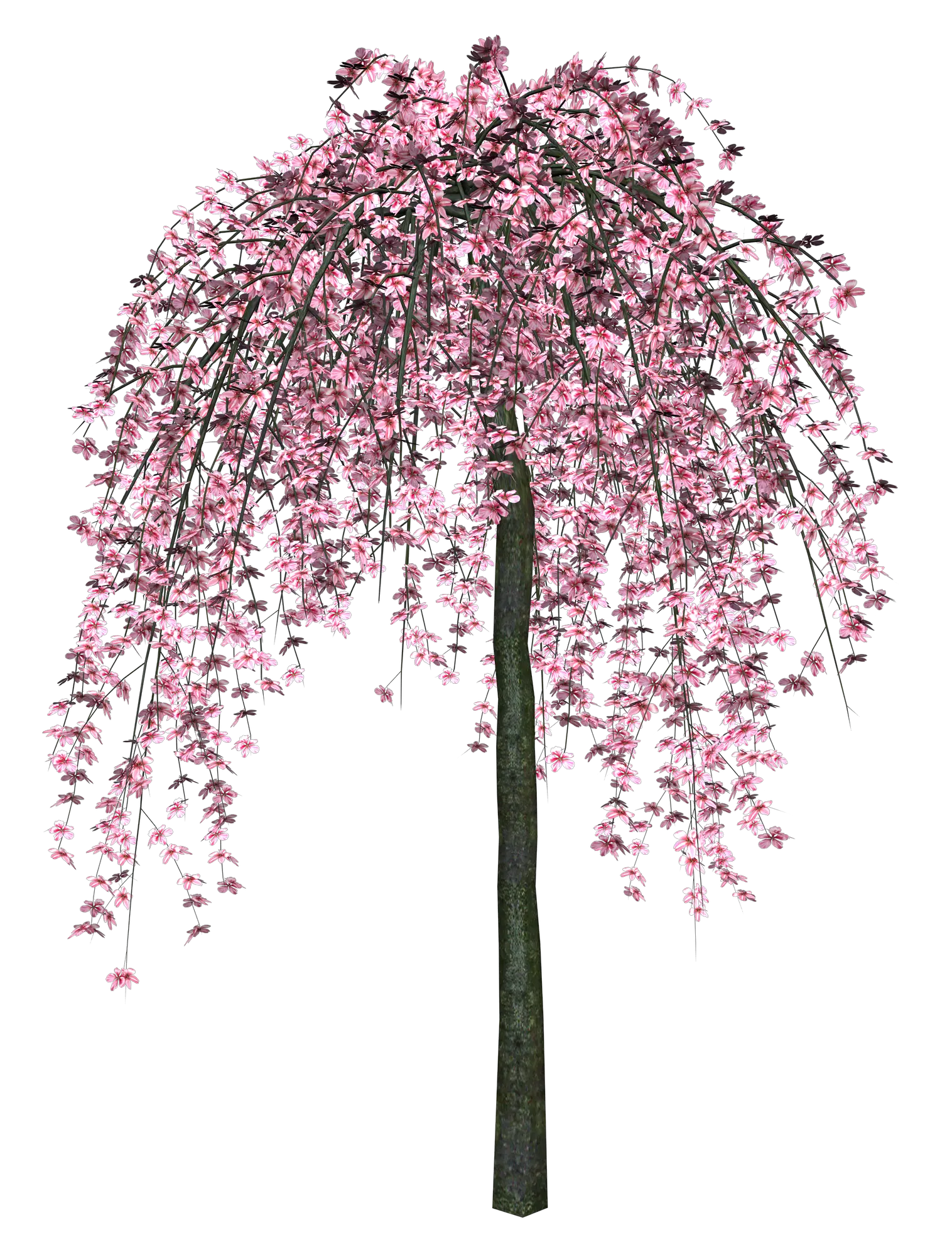 Sakura PNG