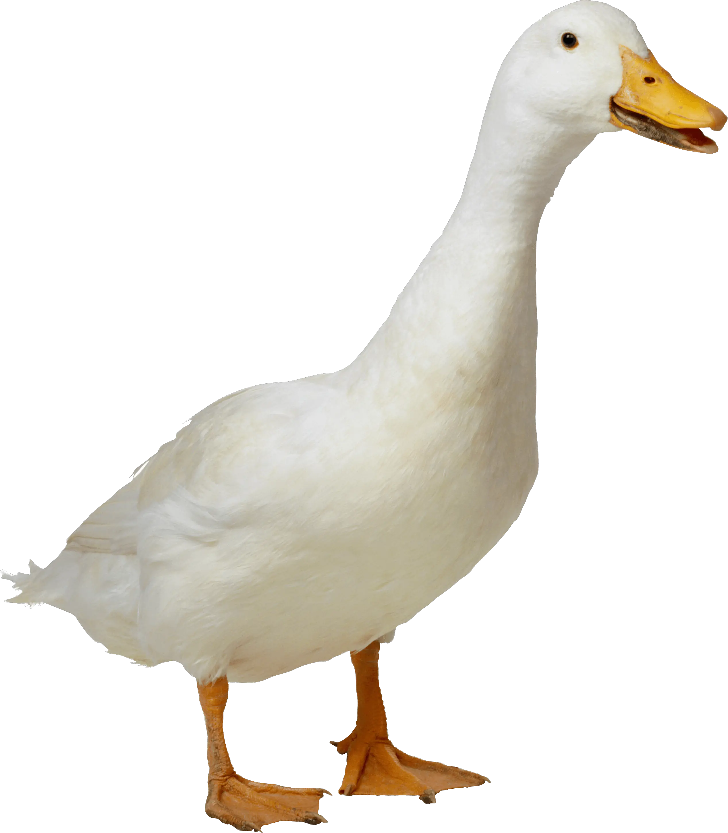 Goose PNG