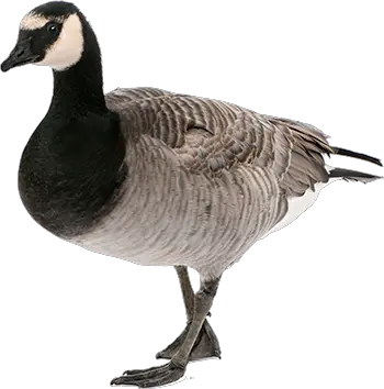 Goose PNG