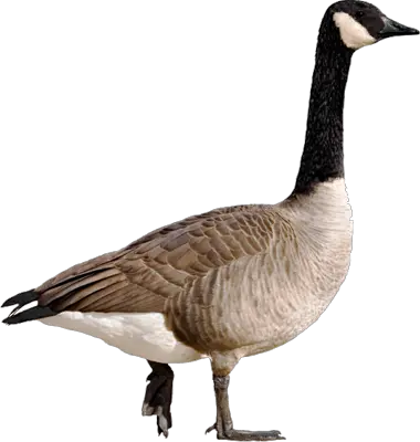 Goose PNG