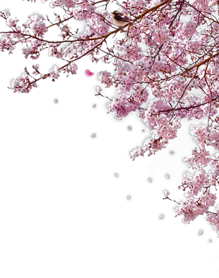 Sakura PNG