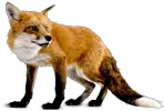 Fox PNG