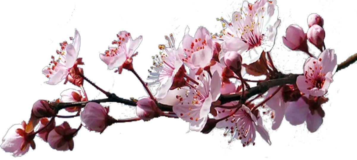 Sakura PNG