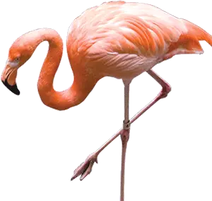 Flamingo PNG