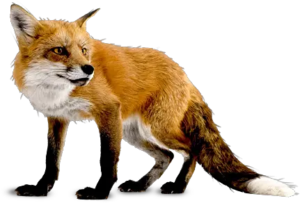 fox png image free download picture