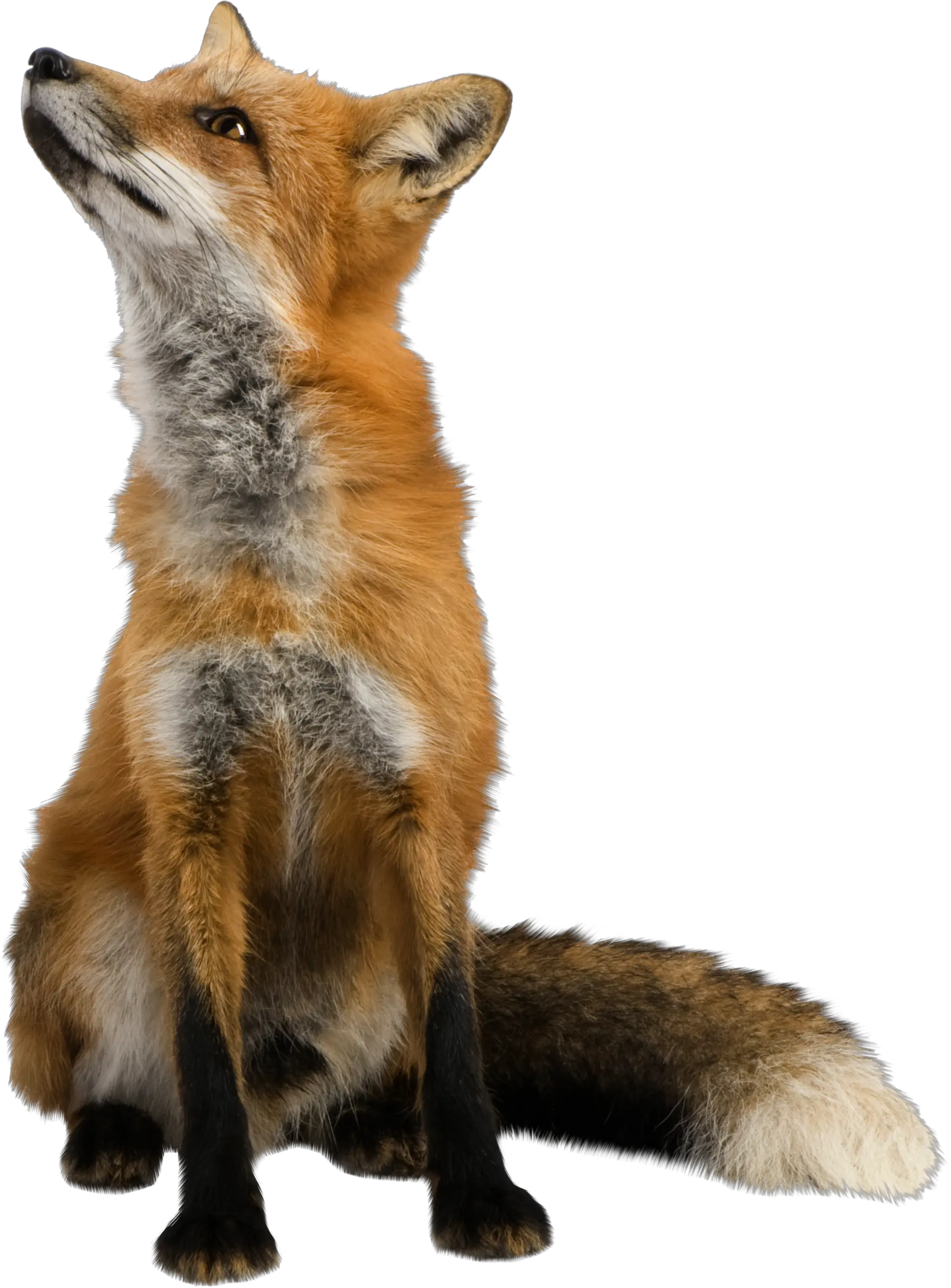fox png image free download picture