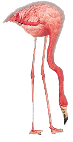 Flamingo PNG