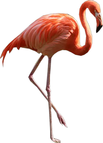 Flamingo PNG