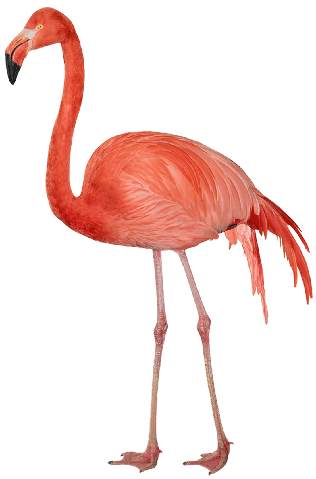 Flamingo PNG