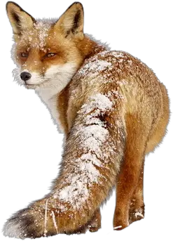 Fox PNG