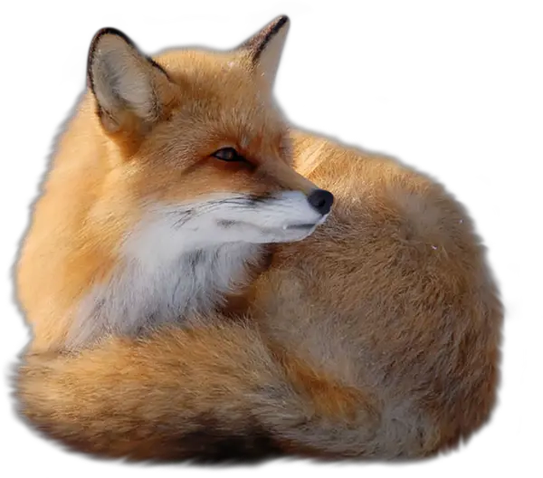 fox png image free download picture