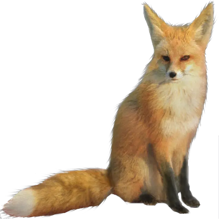 Fox PNG