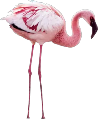 Flamingo PNG