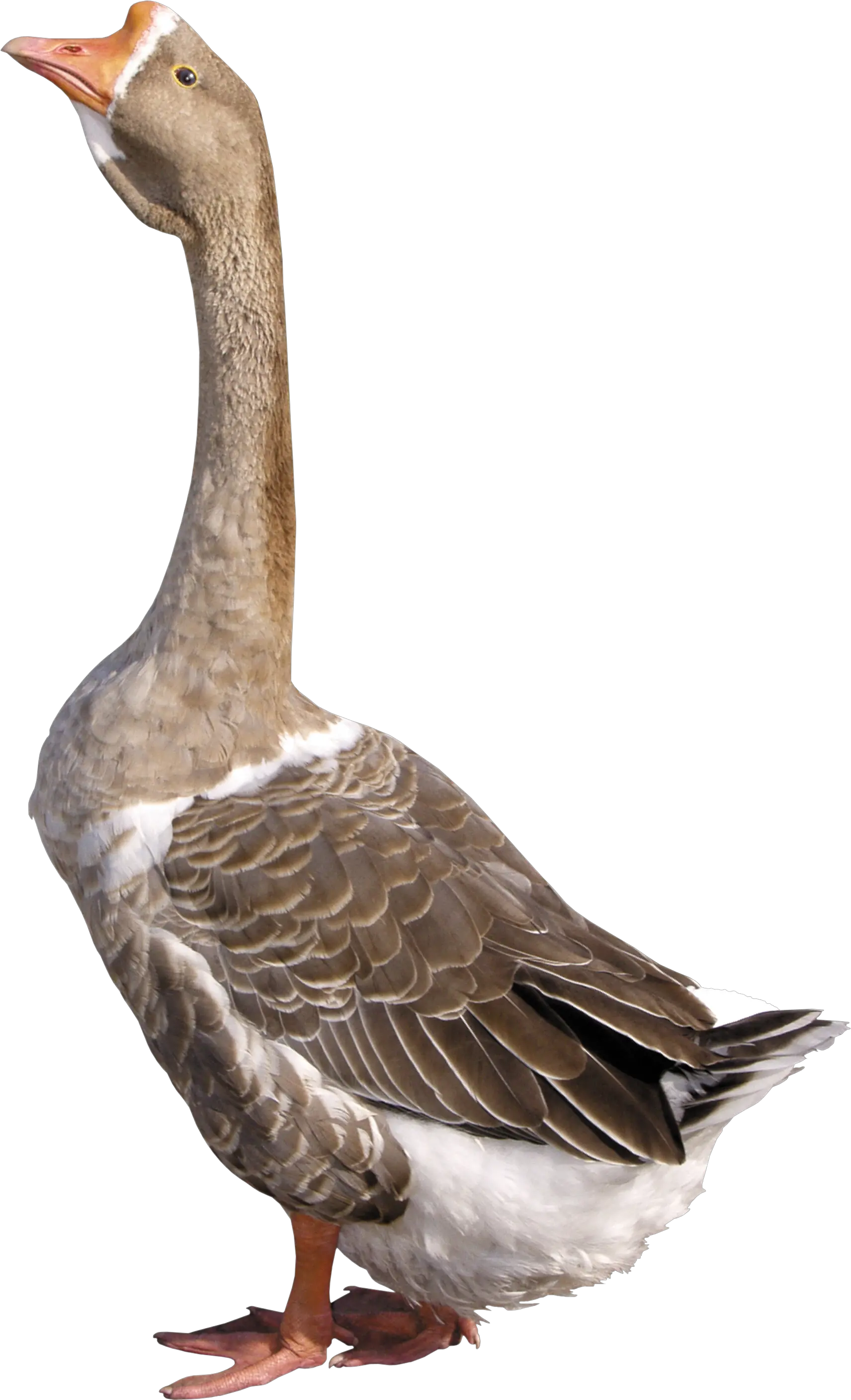 Goose PNG image