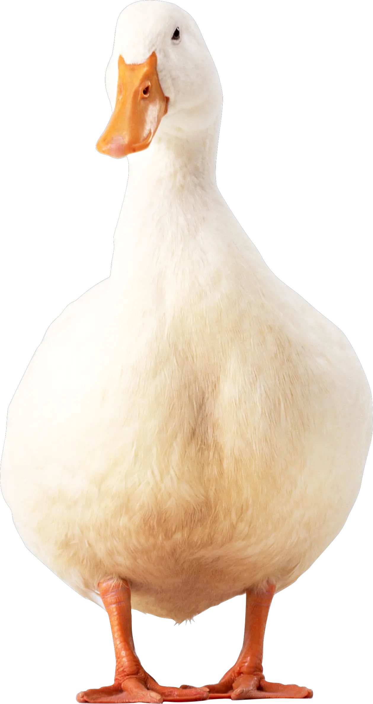 White duck PNG image