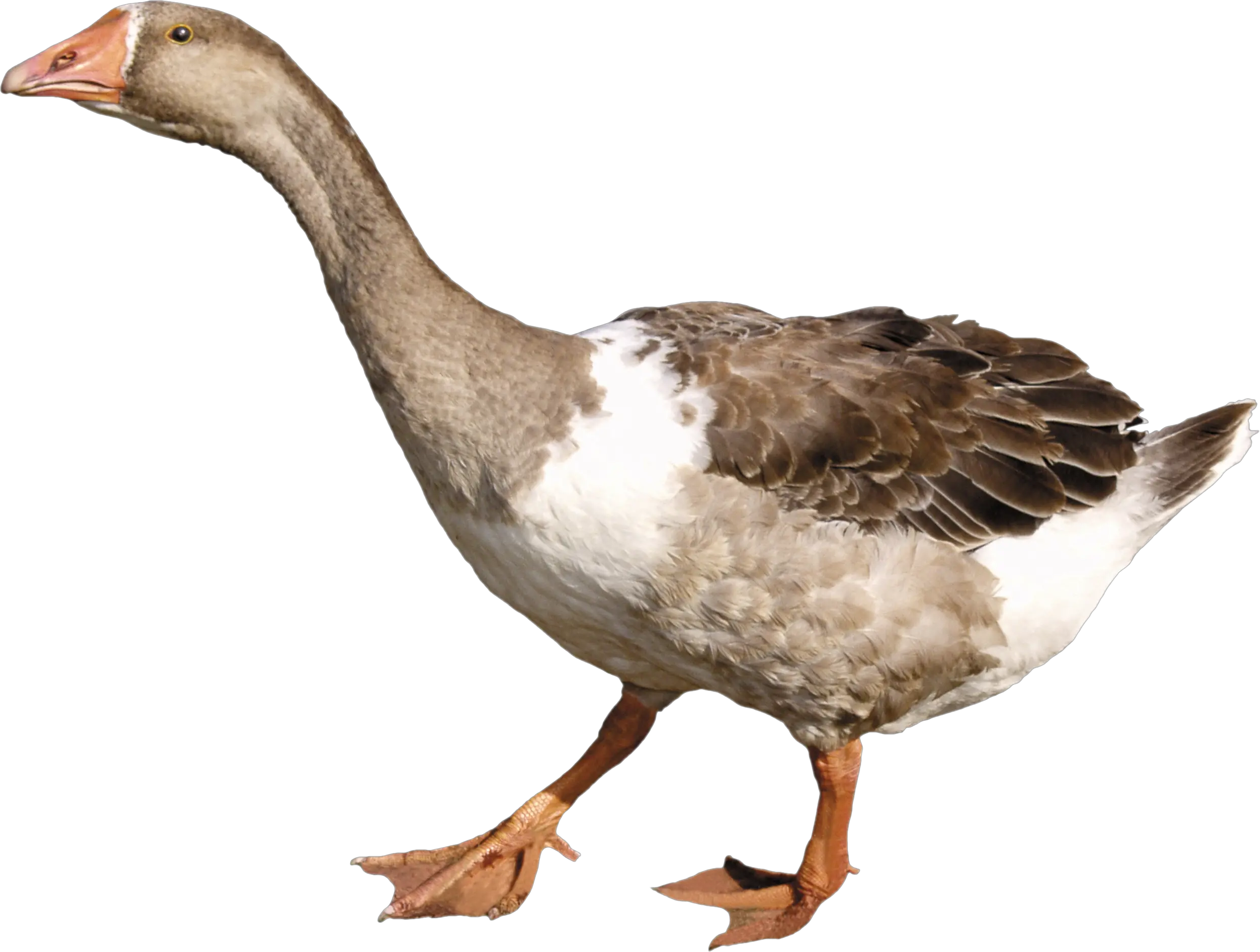 Duck PNG image