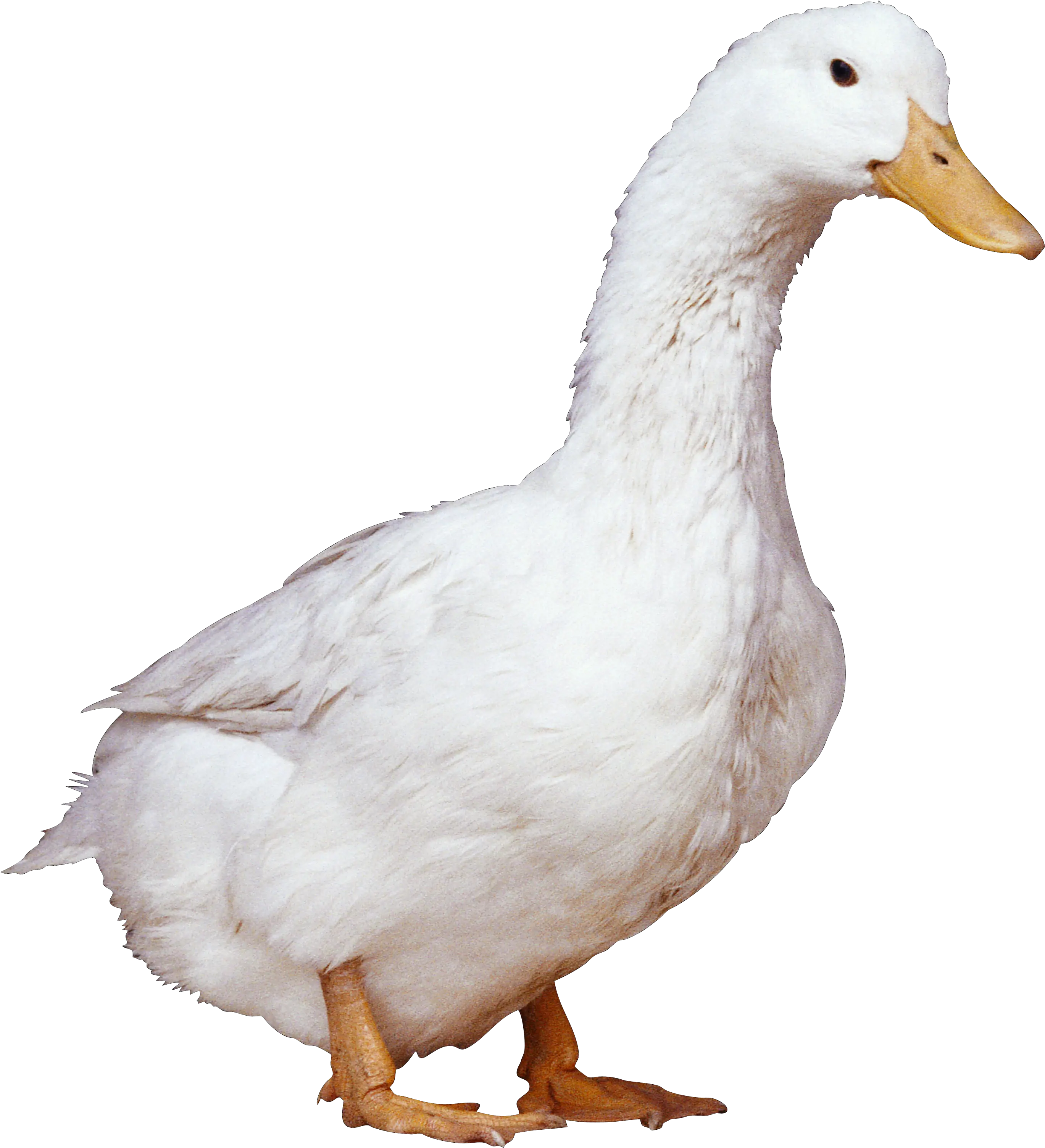 White duck PNG image