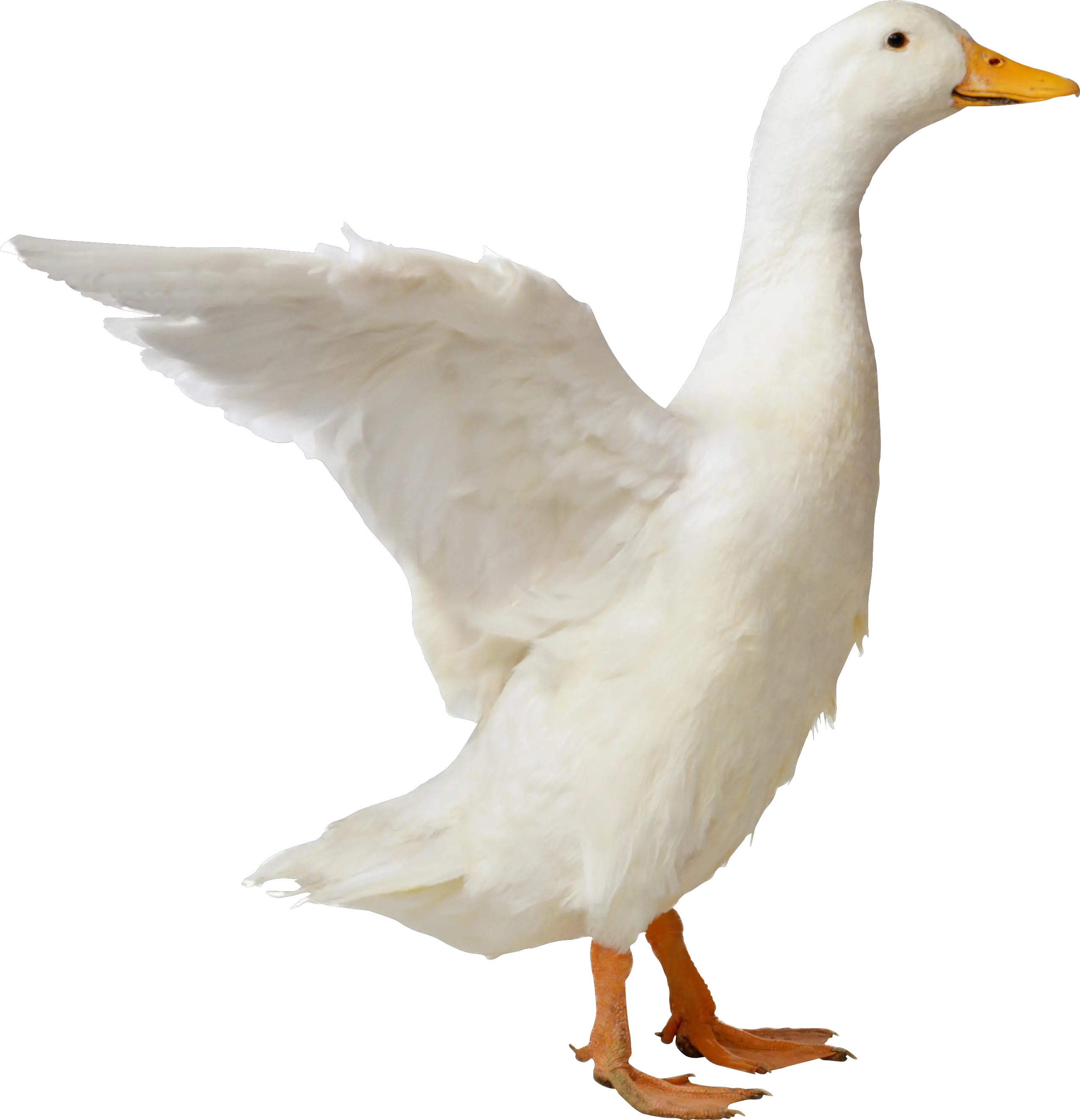 Duck PNG image
