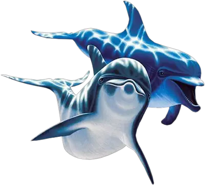Dolphins PNG image