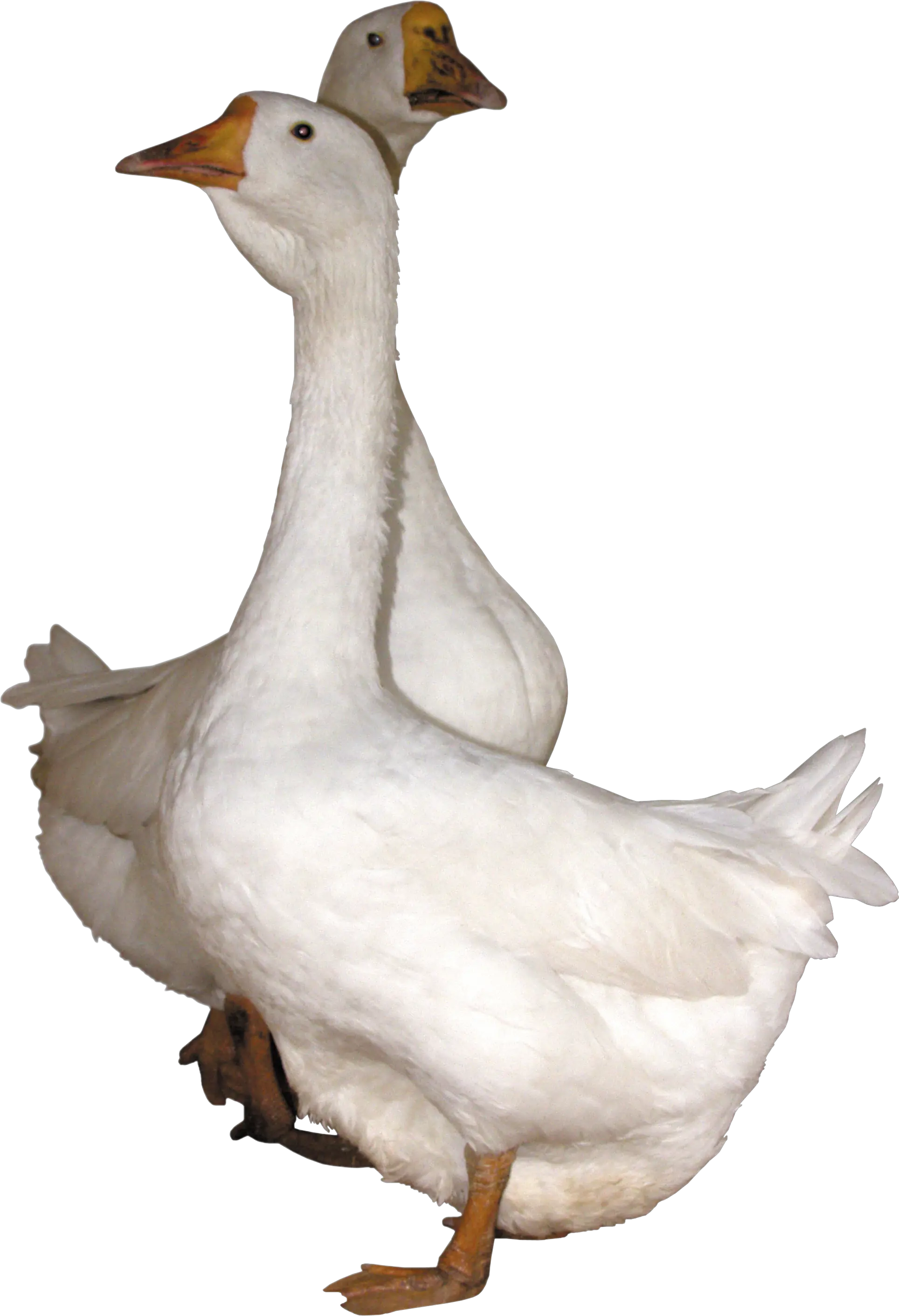 Goose PNG image