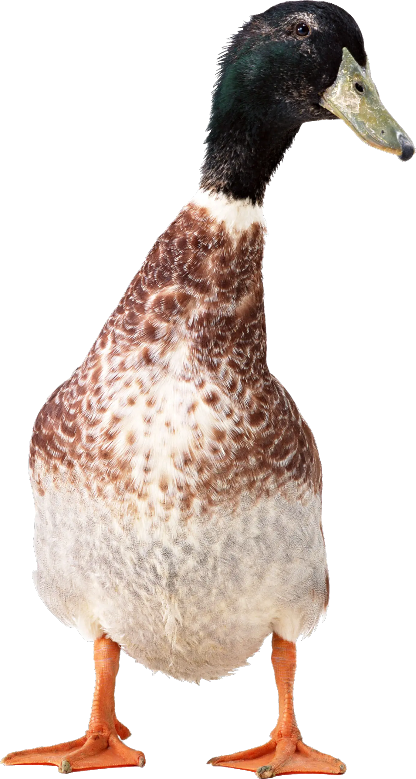 Duck PNG image
