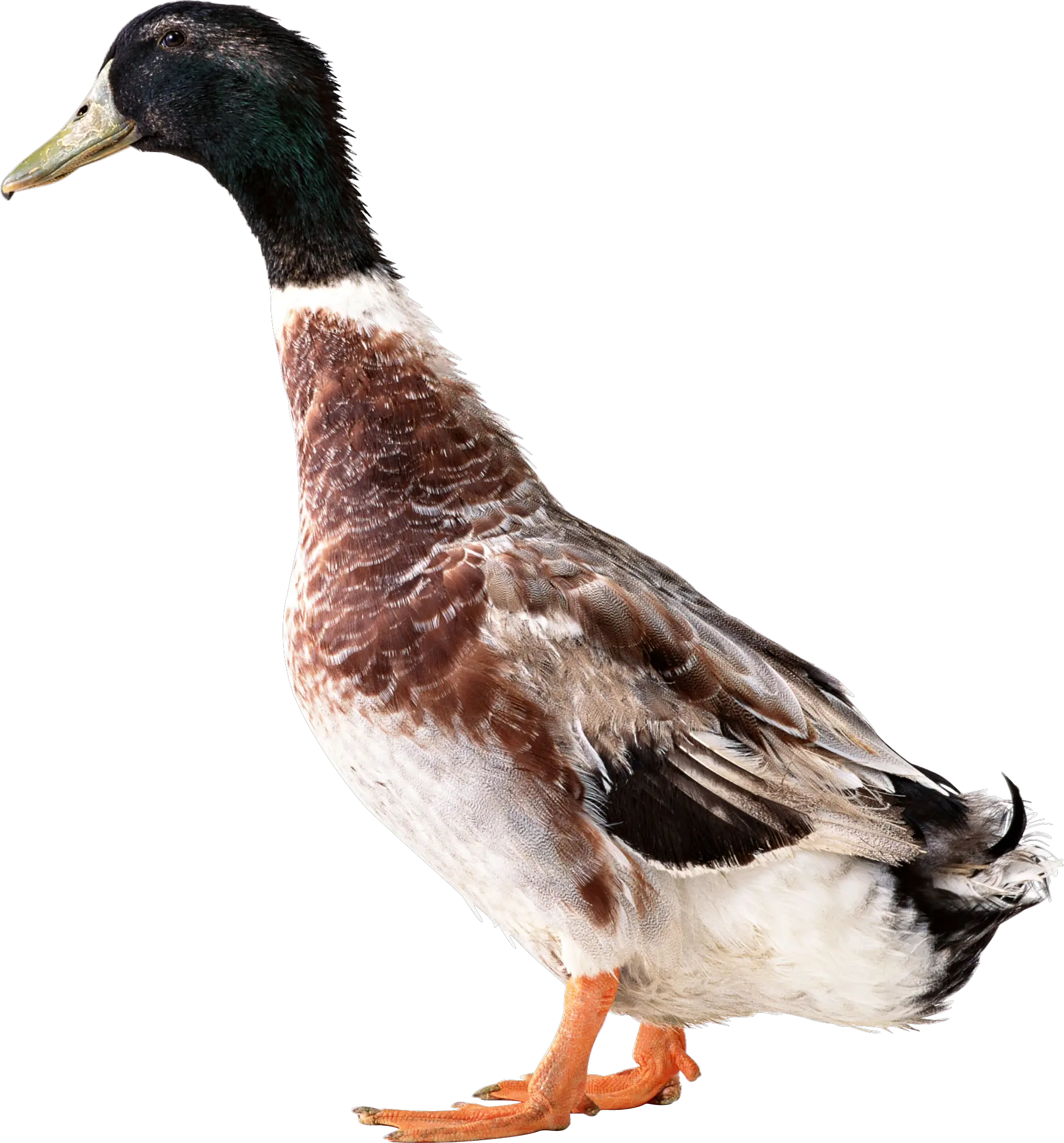 Duck PNG image