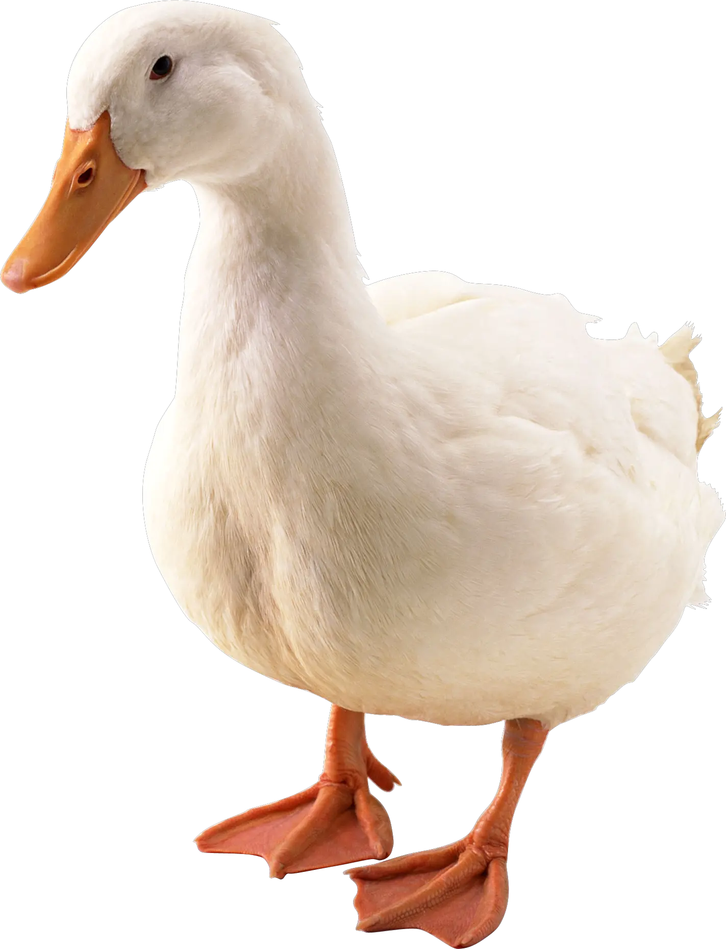 Duck PNG image