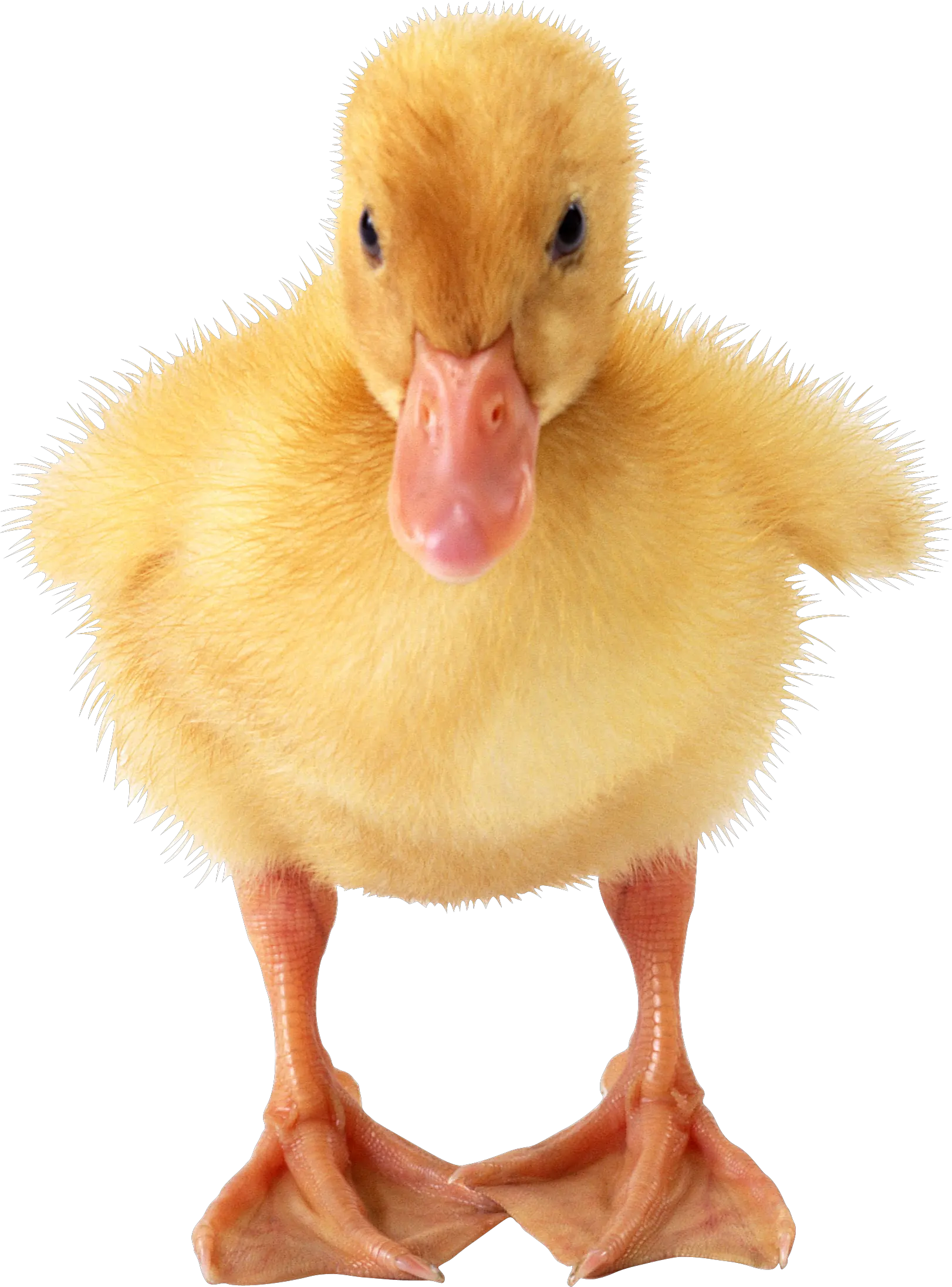 Little duck PNG image