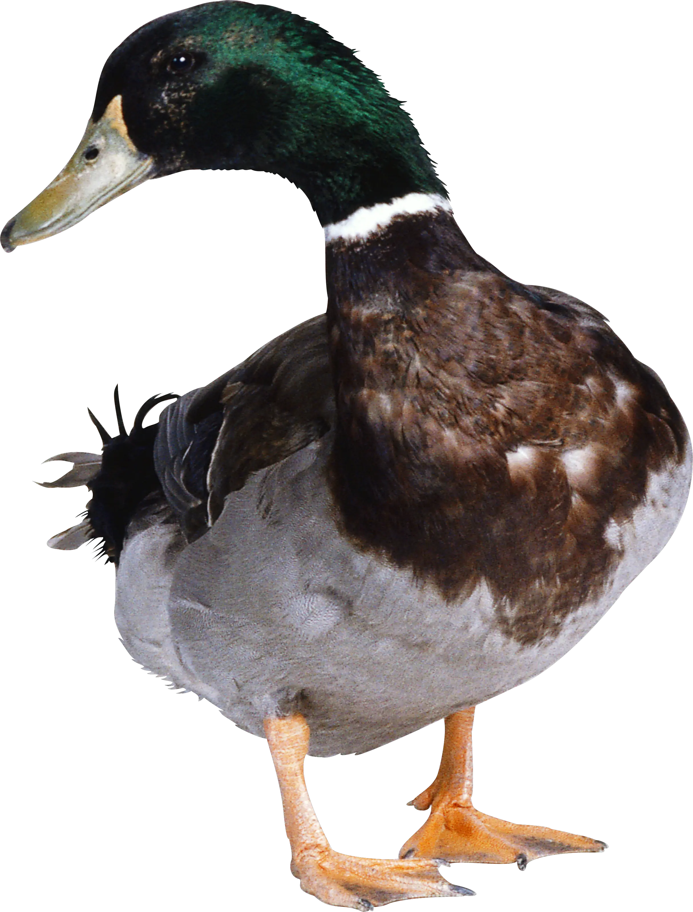 Duck PNG image