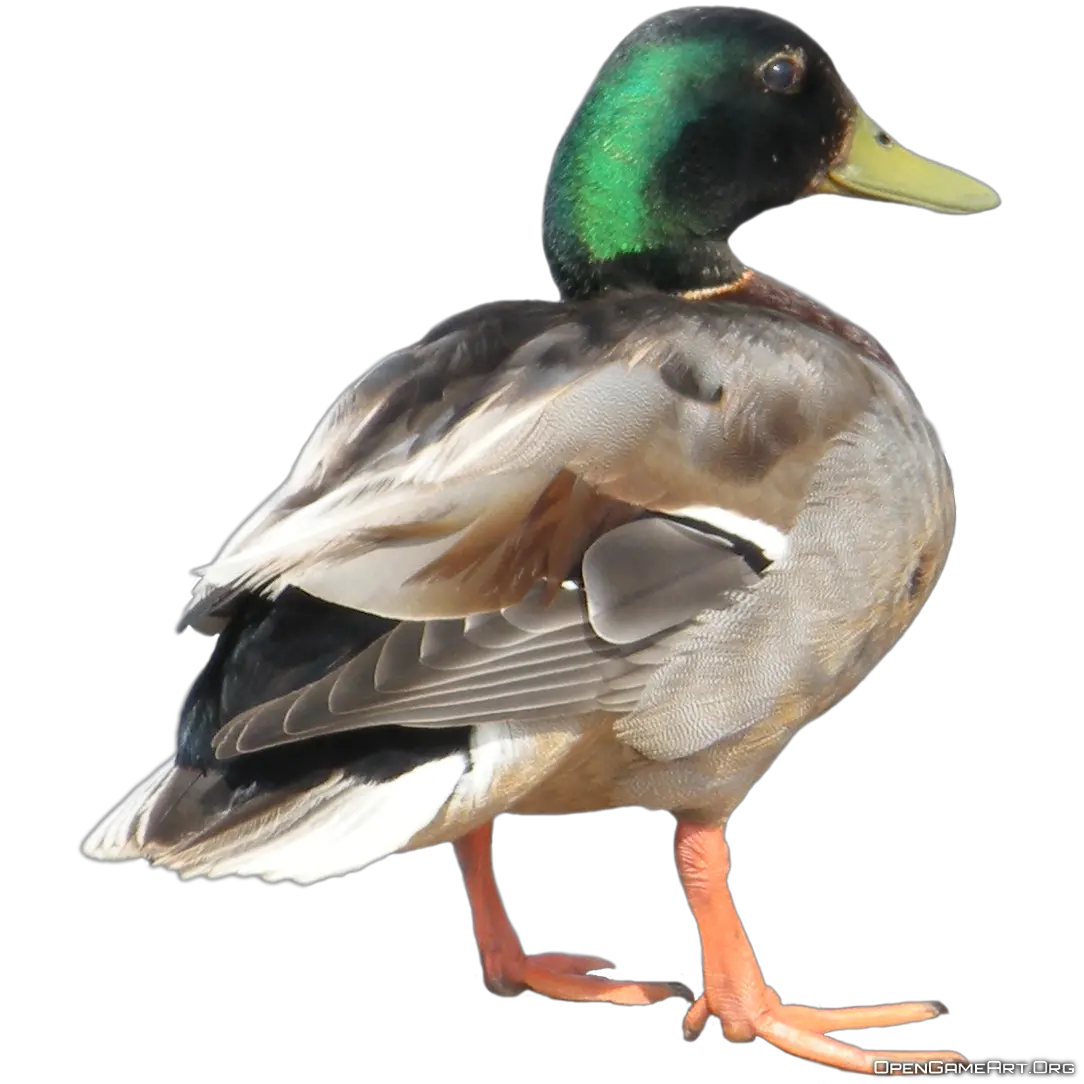 Duck PNG image