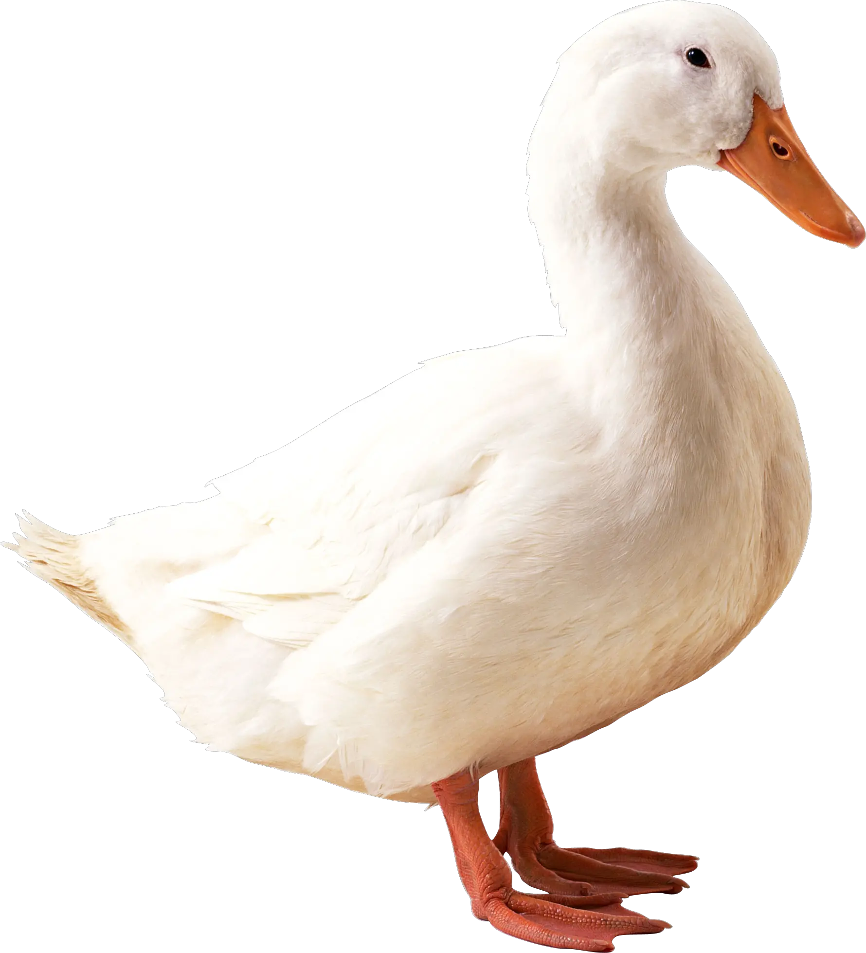 White duck PNG image